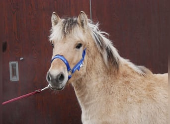 Caballo del fiordo noruego (Fjord), Semental, 1 año, 132 cm