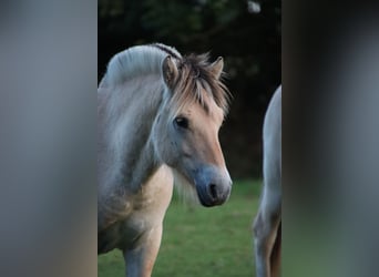 Caballo del fiordo noruego (Fjord), Semental, 1 año, 135 cm, Bayo