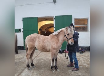 Caballo del fiordo noruego (Fjord), Semental, 1 año, 145 cm, Bayo