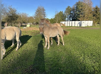 Caballo del fiordo noruego (Fjord), Semental, 1 año, 145 cm, Castaño rojizo