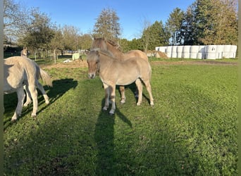 Caballo del fiordo noruego (Fjord), Semental, 1 año, 145 cm, Castaño rojizo