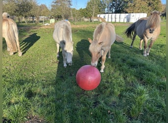 Caballo del fiordo noruego (Fjord), Semental, 1 año, 145 cm, Castaño rojizo