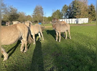 Caballo del fiordo noruego (Fjord), Semental, 1 año, 145 cm, Castaño rojizo