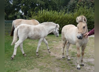 Caballo del fiordo noruego (Fjord), Semental, 1 año, 147 cm