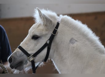 Caballo del fiordo noruego (Fjord), Semental, 1 año, 147 cm