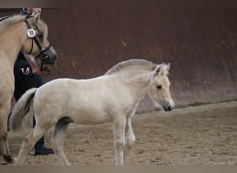 Caballo del fiordo noruego (Fjord), Semental, 1 año, 147 cm