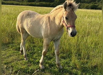 Caballo del fiordo noruego (Fjord), Semental, 1 año, Bayo