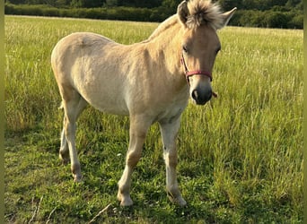 Caballo del fiordo noruego (Fjord), Semental, 1 año, Bayo