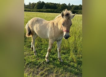 Caballo del fiordo noruego (Fjord), Semental, 1 año, Bayo