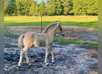 Caballo del fiordo noruego (Fjord), Semental, 1 año, Bayo