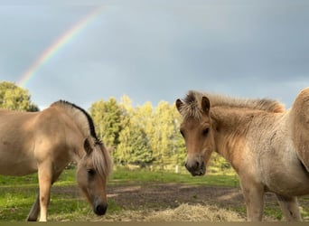 Caballo del fiordo noruego (Fjord), Semental, 1 año, Bayo