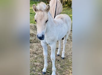 Caballo del fiordo noruego (Fjord), Semental, 1 año, Bayo