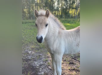 Caballo del fiordo noruego (Fjord), Semental, 1 año, Bayo