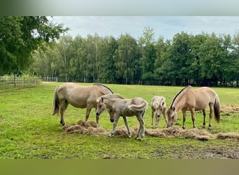 Caballo del fiordo noruego (Fjord), Semental, 1 año, Bayo