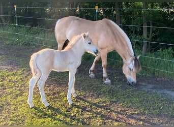 Caballo del fiordo noruego (Fjord), Semental, 1 año, Bayo