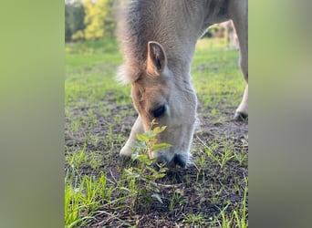 Caballo del fiordo noruego (Fjord), Semental, 1 año, Bayo