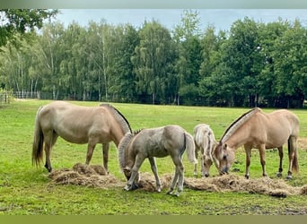 Caballo del fiordo noruego (Fjord), Semental, 1 año, Bayo