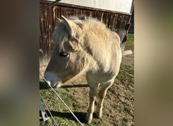 Caballo del fiordo noruego (Fjord), Semental, 1 año, Bayo