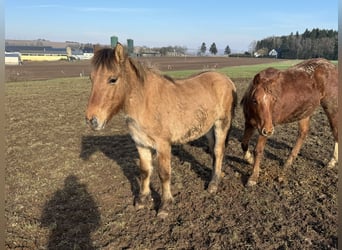 Caballo del fiordo noruego (Fjord), Semental, 2 años, 135 cm, Bayo