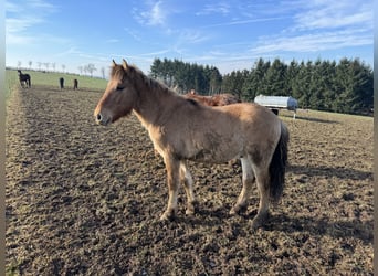 Caballo del fiordo noruego (Fjord), Semental, 2 años, 135 cm, Bayo