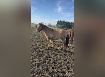 Caballo del fiordo noruego (Fjord), Semental, 2 años, 135 cm, Bayo