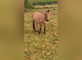 Caballo del fiordo noruego (Fjord), Semental, 2 años, 140 cm, Bayo