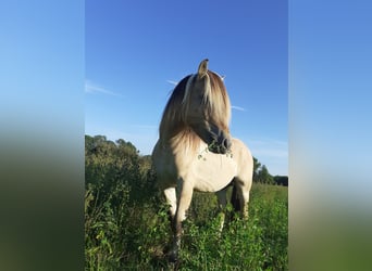 Caballo del fiordo noruego (Fjord), Semental, 3 años, 145 cm, Bayo