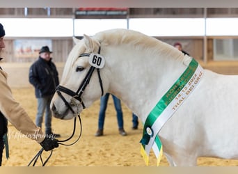 Caballo del fiordo noruego (Fjord), Semental, 3 años, 138 cm, Bayo