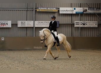 Caballo del fiordo noruego (Fjord), Semental, Potro (04/2024), 148 cm, White/Blanco