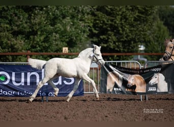 Caballo del fiordo noruego (Fjord), Semental, Potro (04/2024), 148 cm, White/Blanco