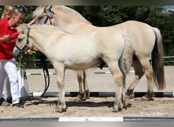 Caballo del fiordo noruego (Fjord), Semental, Potro (06/2024), Bayo