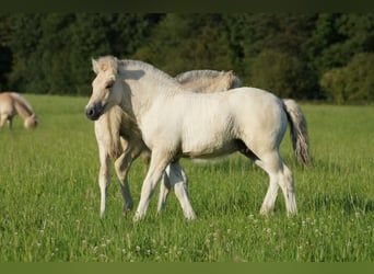 Caballo del fiordo noruego (Fjord), Semental, Potro (06/2024), Bayo