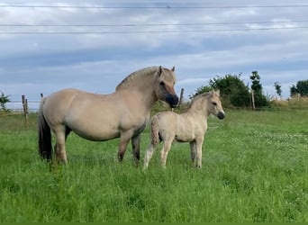 Caballo del fiordo noruego (Fjord), Semental, Potro (06/2024), Bayo