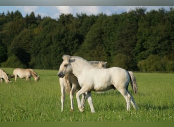 Caballo del fiordo noruego (Fjord), Semental, Potro (06/2024), Bayo