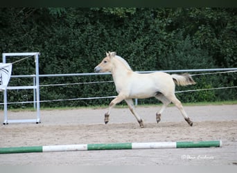 Caballo del fiordo noruego (Fjord), Semental, Potro (05/2024), Bayo