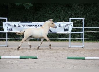 Caballo del fiordo noruego (Fjord), Semental, Potro (05/2024), Bayo