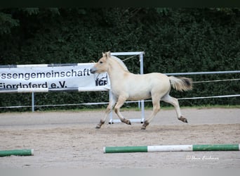 Caballo del fiordo noruego (Fjord), Semental, Potro (05/2024), Bayo