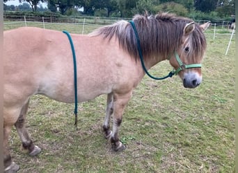 Caballo del fiordo noruego (Fjord), Yegua, 10 años, 136 cm, Bayo