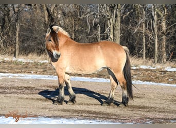 Caballo del fiordo noruego (Fjord), Yegua, 10 años, 155 cm, Alazán rojizo