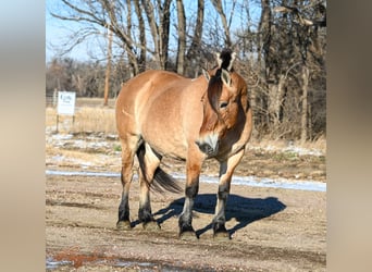 Caballo del fiordo noruego (Fjord), Yegua, 10 años, 155 cm, Alazán rojizo