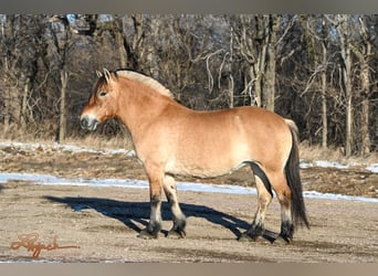 Caballo del fiordo noruego (Fjord), Yegua, 10 años, 155 cm, Alazán rojizo