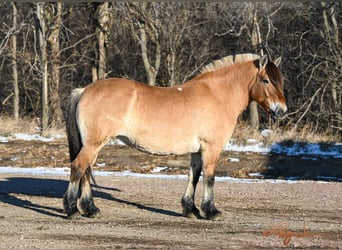 Caballo del fiordo noruego (Fjord), Yegua, 10 años, 155 cm, Alazán rojizo