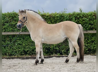 Caballo del fiordo noruego (Fjord), Yegua, 11 años, 135 cm, Buckskin/Bayo