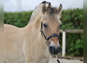 Caballo del fiordo noruego (Fjord), Yegua, 11 años, 135 cm, Buckskin/Bayo