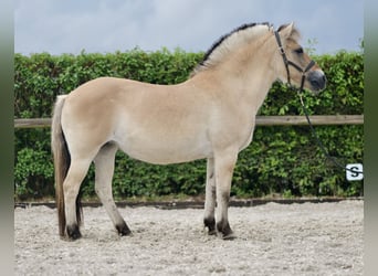 Caballo del fiordo noruego (Fjord), Yegua, 11 años, 135 cm, Buckskin/Bayo