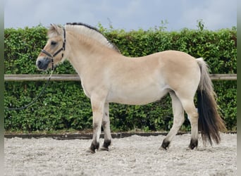 Caballo del fiordo noruego (Fjord), Yegua, 11 años, 135 cm, Buckskin/Bayo