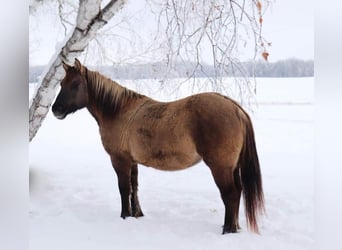 Caballo del fiordo noruego (Fjord) Mestizo, Yegua, 12 años, 142 cm, Grullo