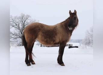 Caballo del fiordo noruego (Fjord) Mestizo, Yegua, 12 años, 142 cm, Grullo