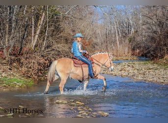 Caballo del fiordo noruego (Fjord), Yegua, 12 años, 147 cm, Buckskin/Bayo