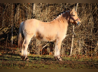 Caballo del fiordo noruego (Fjord), Yegua, 12 años, 147 cm, Buckskin/Bayo